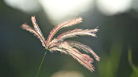 Close Up of Feather Fingergrass Swaying in Wind at Sunset Stock Footage 348122265