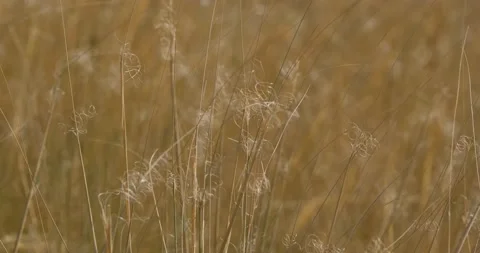 Close up of feather grass  Stock Footage 149427260