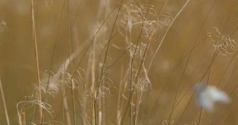 Close up of feather grass  Stock Footage 149427265