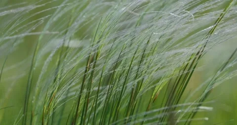Close up of feather grass Stock Footage 162808480