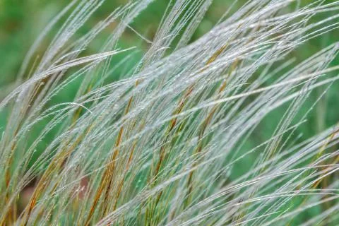 Close-up feather grass or needle grass Stock Photos