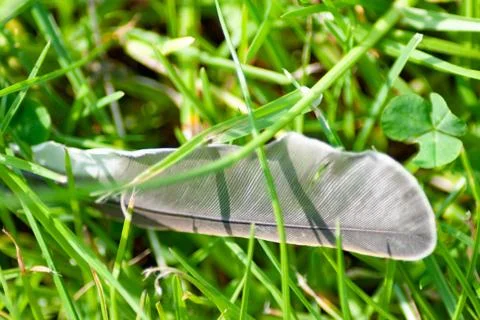 Close-up Of Feather In Grass Foto stock
