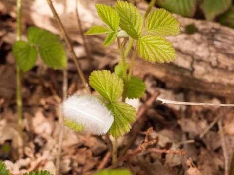 A Close Up Feather on Leaf Macro on the Forest Floor Stock Photos