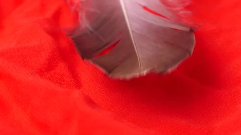 Close-up a feather rotating on a red fabric background Video stock 248368556