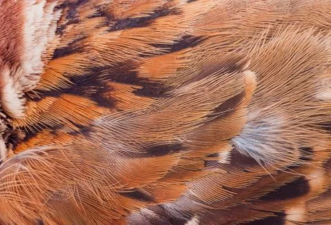 Close up feather of sparrow for Stock Photos