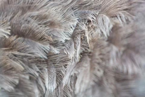 Close-up Feather Texture Background Stock Photos