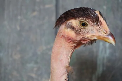Close up of a featherless bird s head against a wooden surface Foto stock
