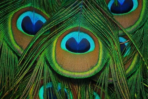 Close-up of feathers peacock Stock Photos