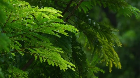 Close-Up of Feathery Compound Leaves on Tropical Tree Branch in Green Garden Stock Footage 346377899