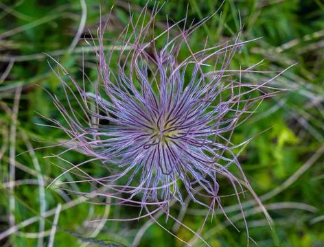 Close-up of a feathery seed head of a Pasque flower - genus Pulsatilla Stock-Fotos