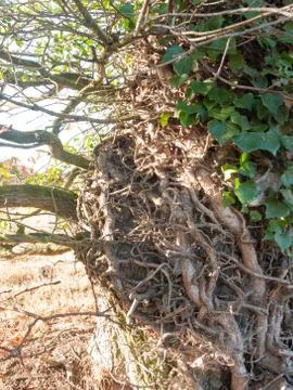 Close up feature of tree growing roots branches wrapped around Stock Photos