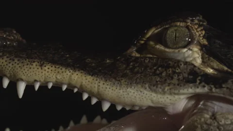 Close up features of american alligator Stock Footage 170969888