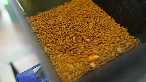 Close-up of a feed chopper pulling in wheat. An electric mill at work Stock Footage 311170573
