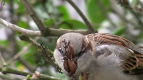 Close up of feeding bird Stockbeeldmateriaal 12352254