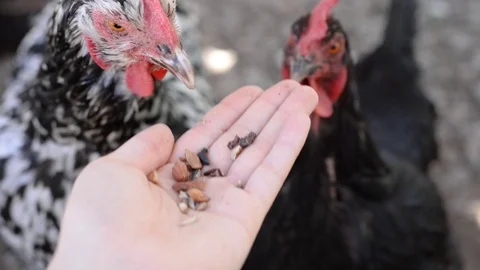 Close-up of feeding friendly chickens bird seed from the hand Stock Footage