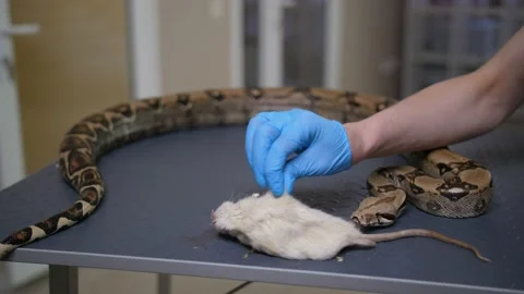 Close-up feeding python snake with mouse Stock Footage 92339585