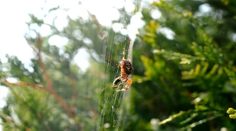 Close up of feeding Spider on a web 스톡 동영상 41750508