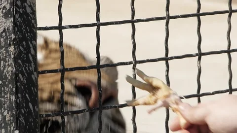 Close-up feeding tiger through grid Stock Footage 118972406