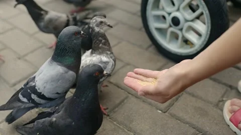 Close-up of feeding wild pigeons with hands on the sidewalk in the park Video stock 228220531