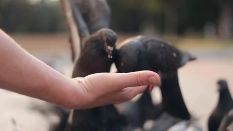 Close-up of feeding wild pigeons with hands on the sidewalk in the park Stock Footage 244245941