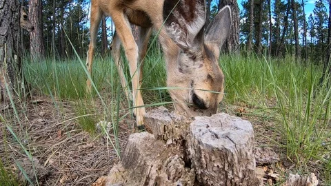 Close Feeding Yearling Doe Wards off her brother Stock Footage 122776227