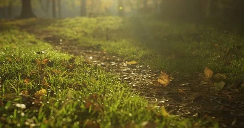 Close up of feet jogging on the path on green grass in the beautiful sunny park Stock Footage 82508708