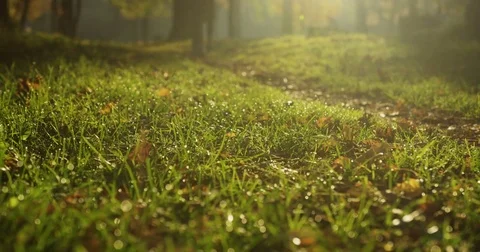 Close up of feet of two people running on the path on green grass in the Stock Footage 82508760