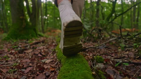 Close-up feet walking on a fallen tree log at the autumn forest Stock Footage 293139841