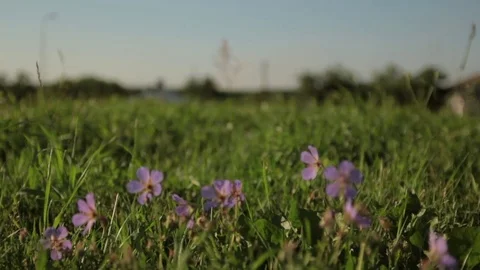 Close-up of feet walking on grass, against a background of beautiful flowers Video stock 74133768