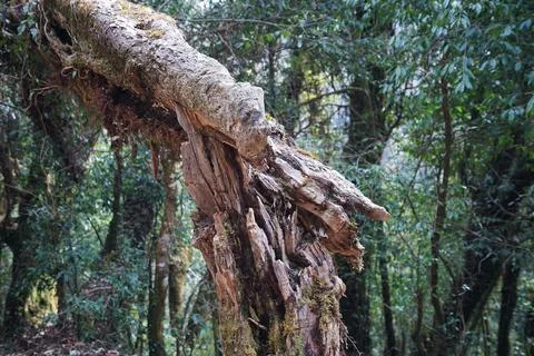 Close up fell down tree in natural green forest park Stock Photos