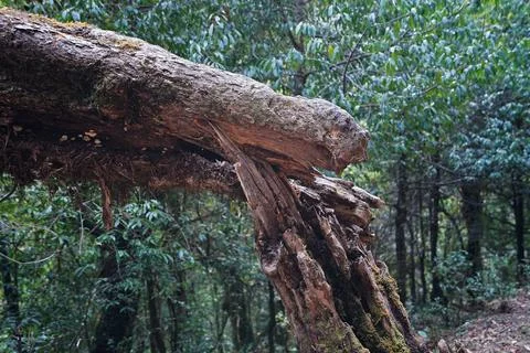 Close up fell down tree in natural green forest park Stock Photos