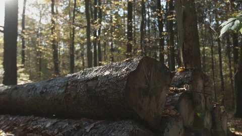 Close up of felled tree trunks in sunlit autumn forest Stockbeeldmateriaal 155205231