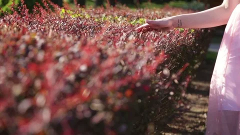 Close up female arm stroking beautiful flower summer plant Stock Footage 71556441