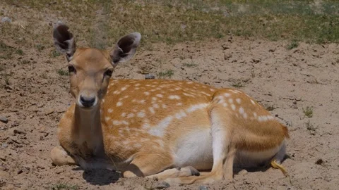Close up of female axis deer  Stock Footage 251279783