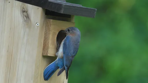 Close-up of female bluebird checking on babies in birdhouse nest. 動画素材 132079242