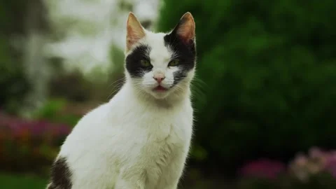 Close-up of a female cat looking at the camera Stock Footage 332728494