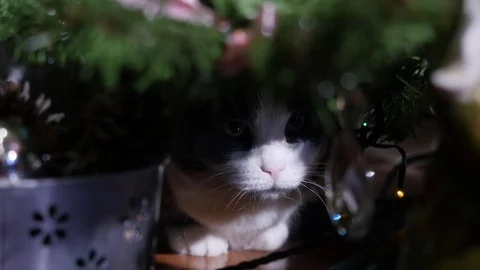 Close up of female cat sits under decorated Christmas tree, 4k footage Stock Footage 71978494