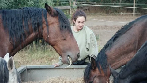 Close up of female coach checking on her horses while they eat hay in an morning Video stock 158833286