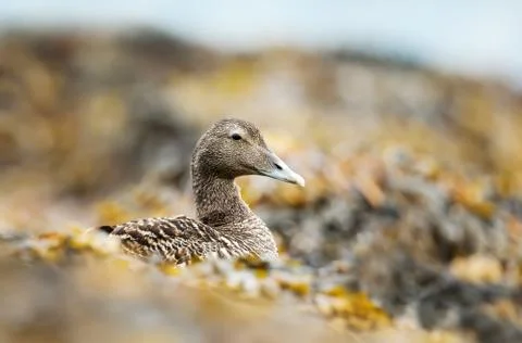 Close-up of a female common eider lying in seaweeds Stock Photos