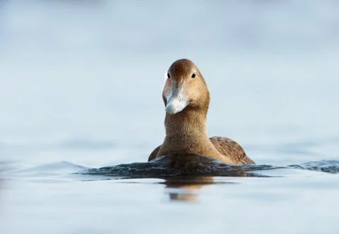 Close-up of a female common eider Stock Photos