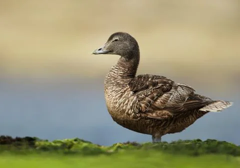 Close up of a female common eider Stock Photos