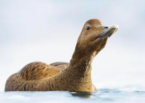 Close up of a female common eider Stock Photos