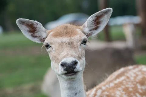 Close up of a female deer Stock Photos