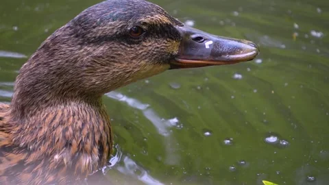 Close up of a female duck head Video stock 254284075