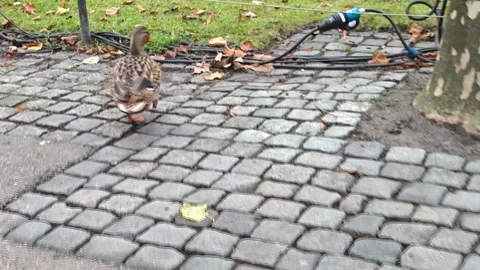 Close up of  female duck walking Stock Footage 295991822