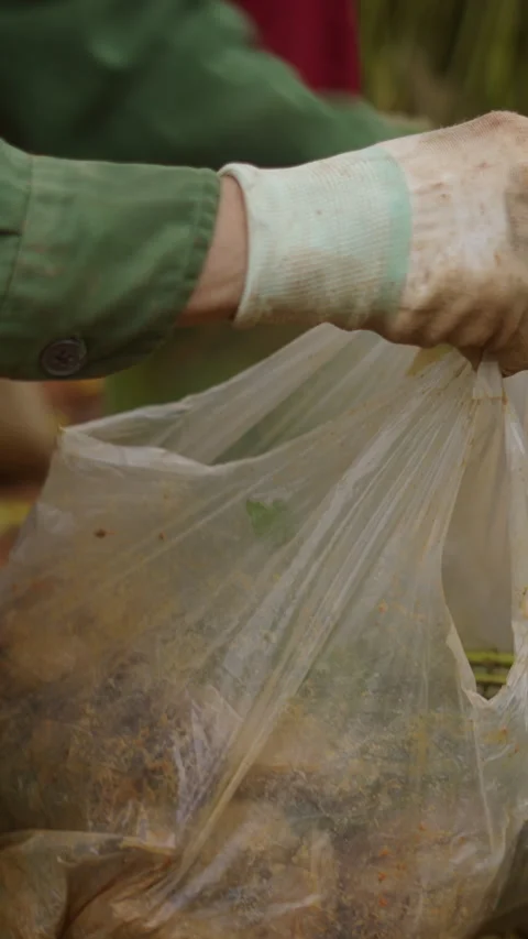 Close-up of female farmer hands putting acacia cuttings into a plastic bag in Stock Footage 293344232