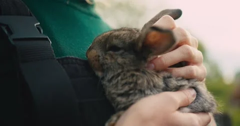 A close-up of a female farmer holding a rabbit in her hands. Stock Footage 278024606