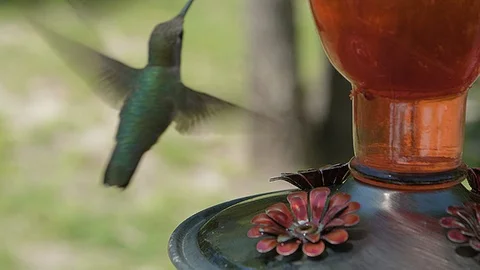 Close up of female getting several drinks from backyard feeder Video stock 91531385