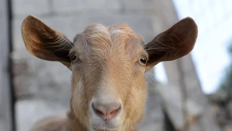 Close Up of a female Goat Stock Footage 75670310