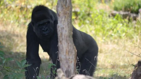 Close up of female gorilla Stock Footage 251279527
